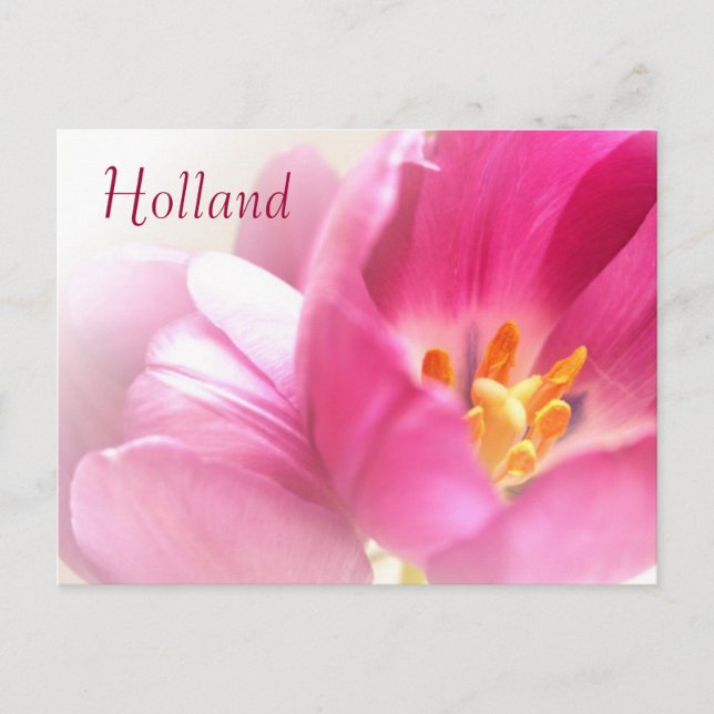 Holanda, postal de tulipanes de primavera (Anverso)