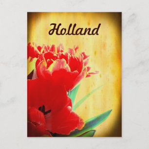 Holanda, postales de tulipanes Naranjas