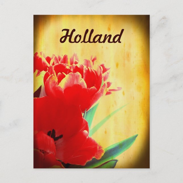 Holanda, postales de tulipanes Naranjas (Anverso)