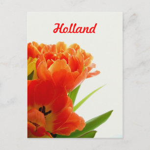 Holanda, Tarjetas Postales de Tulipanes Naranjas