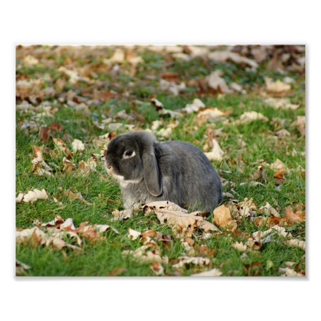 Holland Lop Bunny 10 x 8 Impresión fotográfica (Frente)
