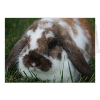Holland Lop Bunny de T Schwandt Photography