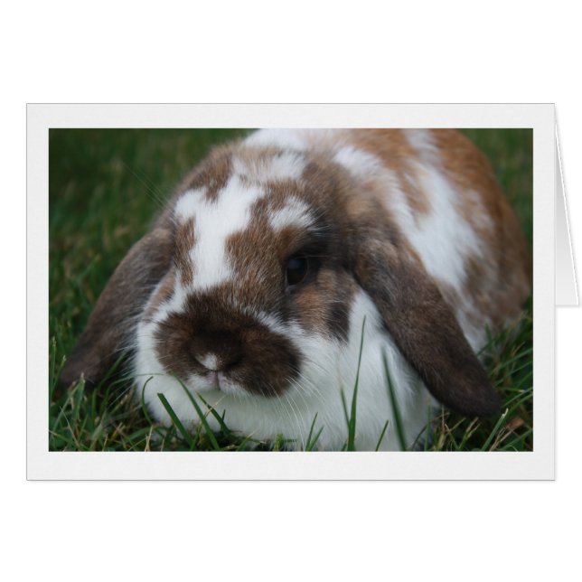 Holland Lop Rabbit Blank Card (Anverso (Horizontal))