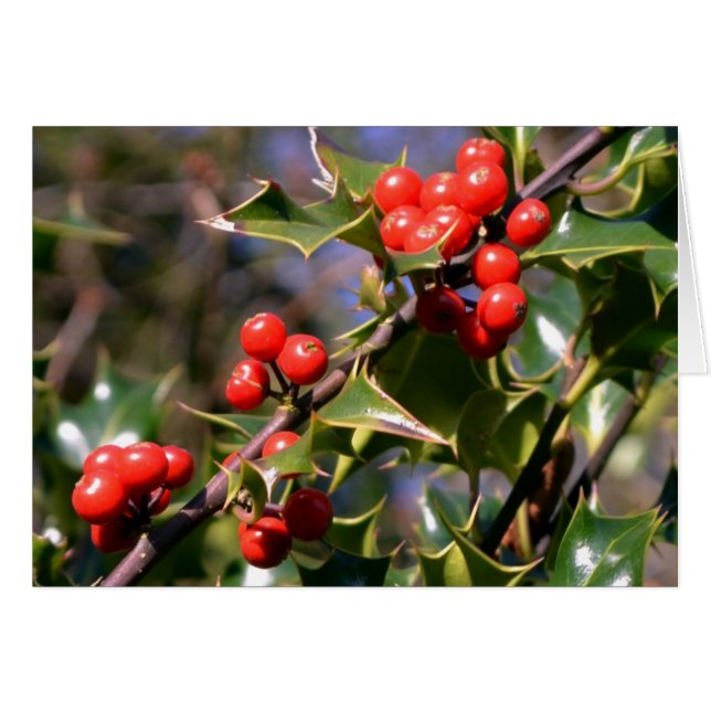 Holly Berries Card (Anverso (Horizontal))