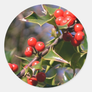 Holly Pegatinas