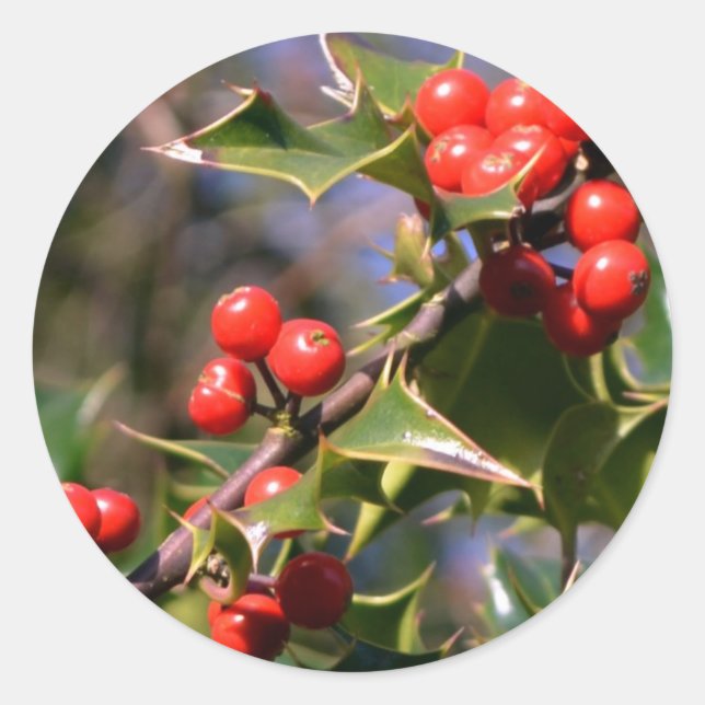 Holly Pegatinas (Anverso)