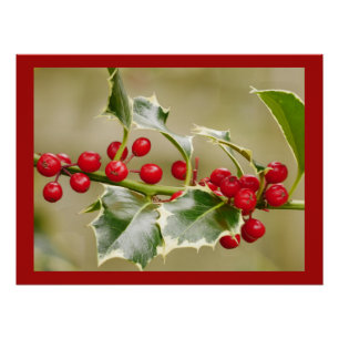 Holly Poster