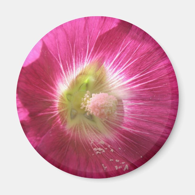 Hollyhock Imán rosa profundo (Frente)