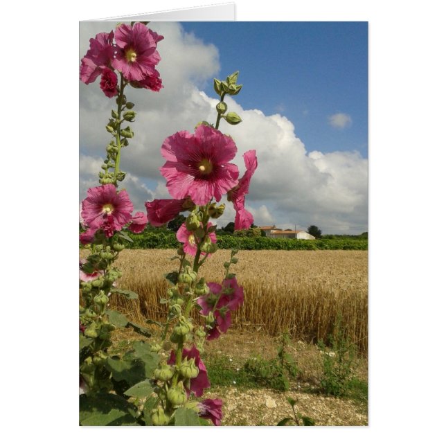 Hollyhocks (Frente)