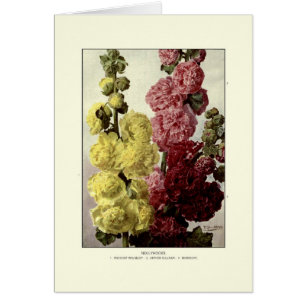 Hollyhocks