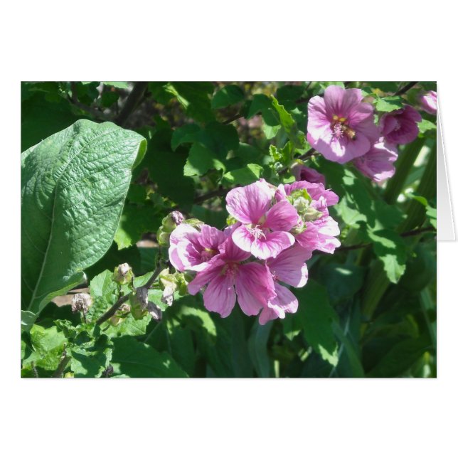Hollyhocks - Tarjeta en blanco (Anverso (Horizontal))