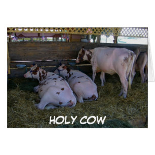 HOLY COW ACABAS DE CUMPLIR 50 AÑOS