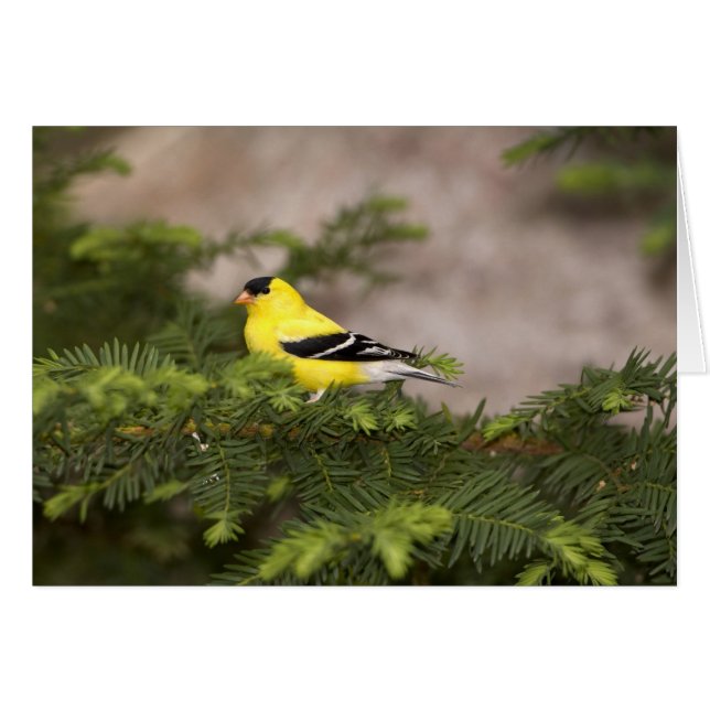 Hombre americano de Goldfinch en un árbol (Anverso (Horizontal))
