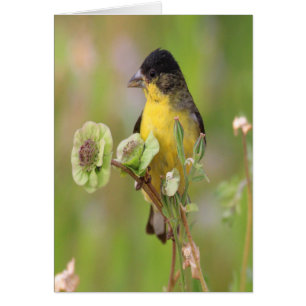 Hombre Goldfinch encaramado en flores