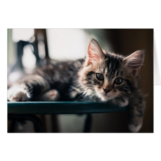 Hombre joven Tabby Cat 2 (Anverso (Horizontal))