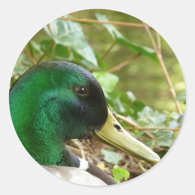 Hombre Mallard Duck Head Pegatina (Anverso)