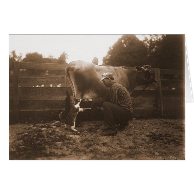 Hombre ordeñando vaca en el patio y alimentando ga (Anverso (Horizontal))