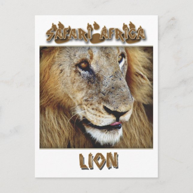 Hombres leones - postales de safari para la vida s (Anverso)