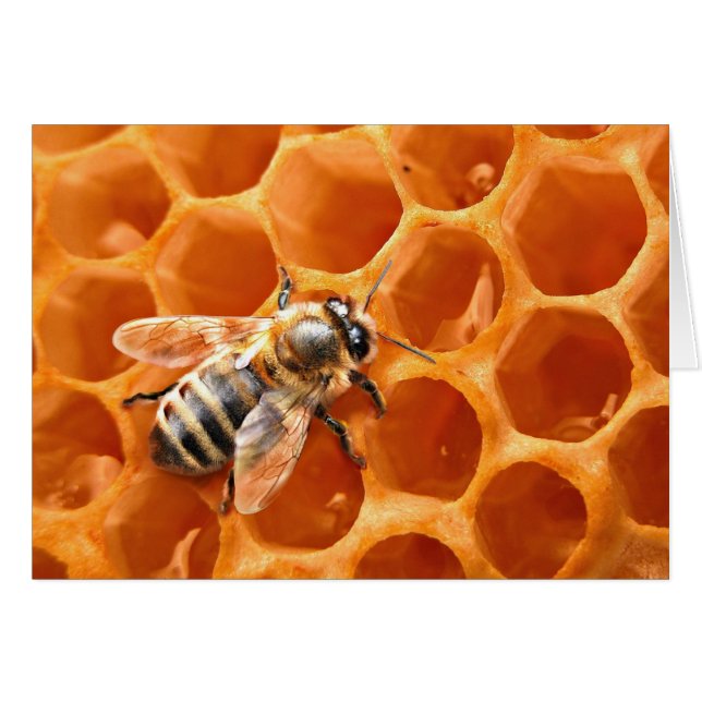 Honey Bee (Anverso (Horizontal))