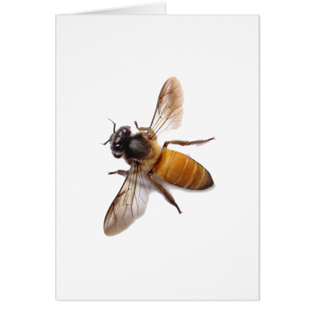 Honey Bee (Frente)
