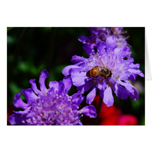 ¡Honey Bee'n Made! (Anverso (Horizontal))