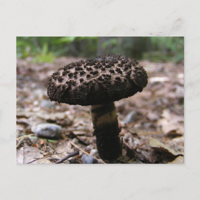 Hongo 146 ~ postal (Anverso)