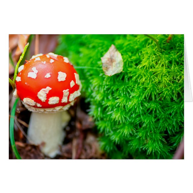 Hongo fly agaric (Anverso (Horizontal))