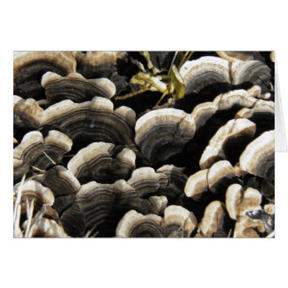 Hongos