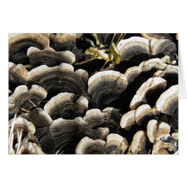 Hongos (Anverso (Horizontal))
