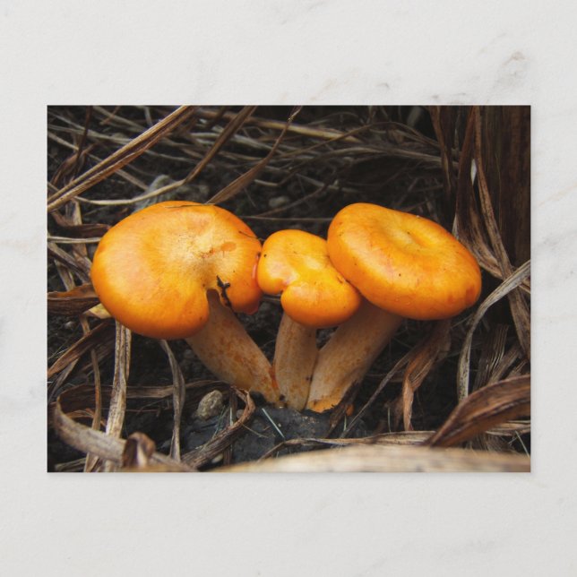 Hongos 299 ~ postal (Anverso)