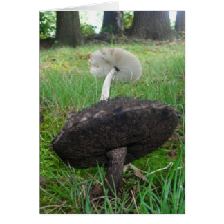 Hongos de ébano y marfil