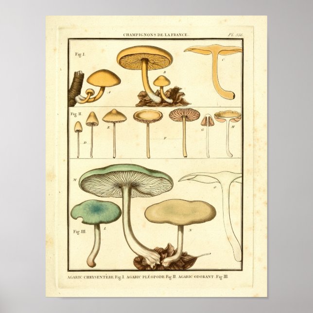 Hongos de época Impresión de arte francés verde am (Frente)