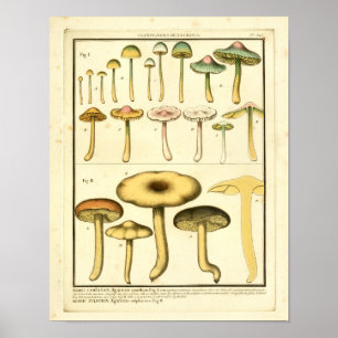 Hongos de época Impresión de arte francés verde am