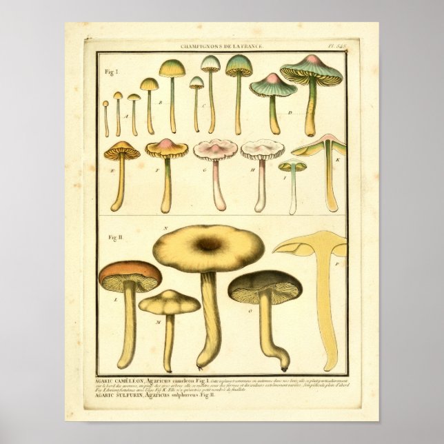Hongos de época Impresión de arte francés verde am (Frente)