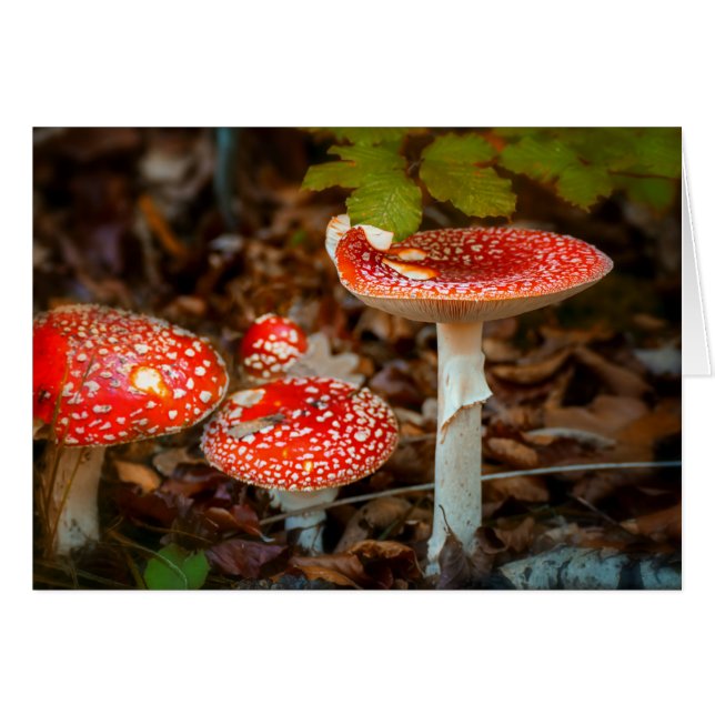 Hongos de Fly agaric (Anverso (Horizontal))
