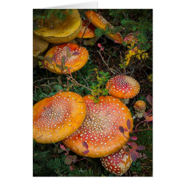 Hongos de Fly agaric en el lago Mowich (Frente)