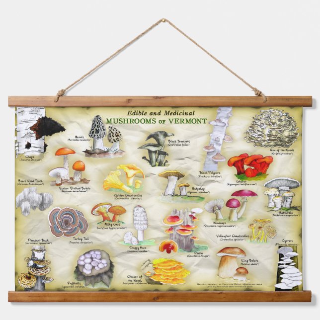 Hongos del Tapiz de Vermont (Anverso )