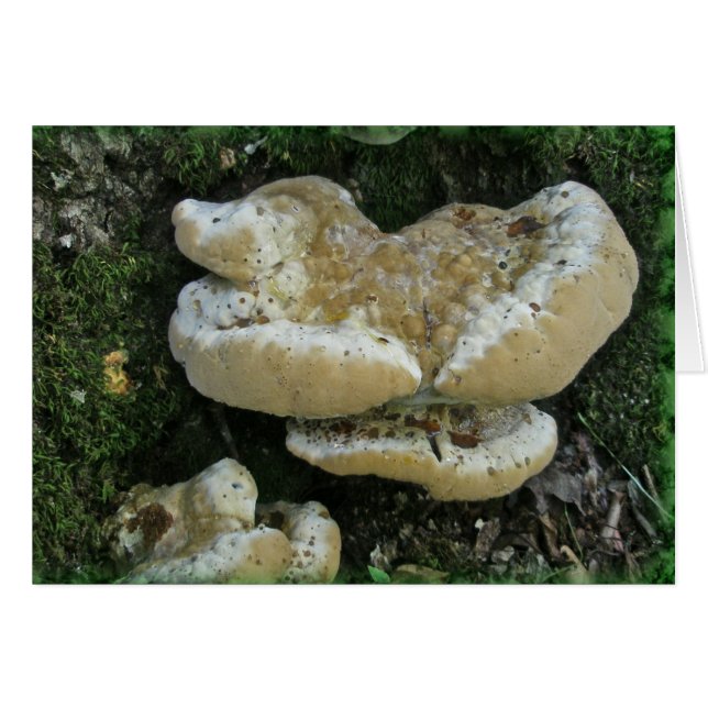 Hongos estantes en Stump (Anverso (Horizontal))