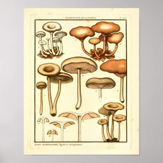 Hongos marrones Arte Francés Blanco Imprimir (Frente)