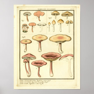 Hongos marrones Arte Francés Rosa