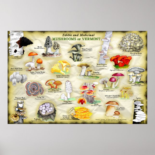 Hongos posters de Vermont (Frente)