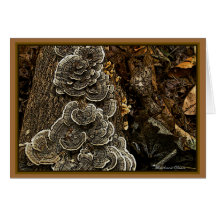 Hongos: Si amas a la naturaleza: hay belleza en to