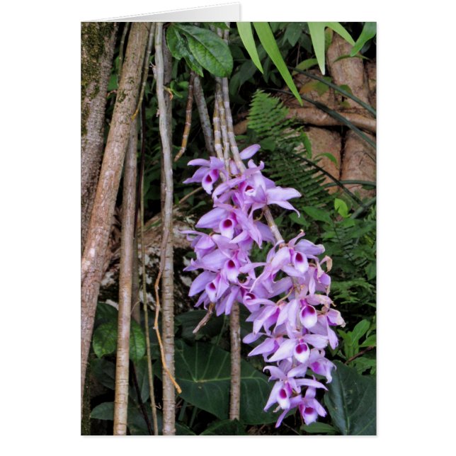 Honohono Orchids de Hawái (Frente)
