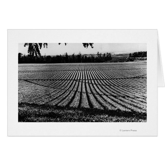 Honolulu, Hawaii - Vista de los campos de piña (Anverso (Horizontal))