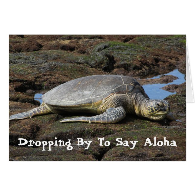 Honu que descansa sobre las rocas calientes (Anverso (Horizontal))