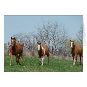 Hora de comer, ven y consíguelo, tres caballos