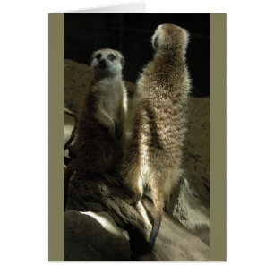 ¡Hora de componer! Meerkats