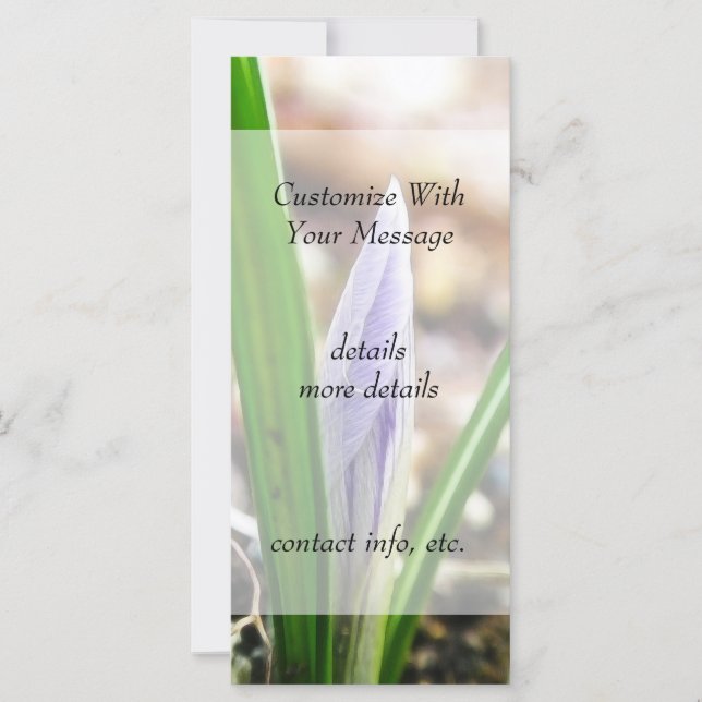 ¡Hora de primavera! Crocus Bud (Anverso)