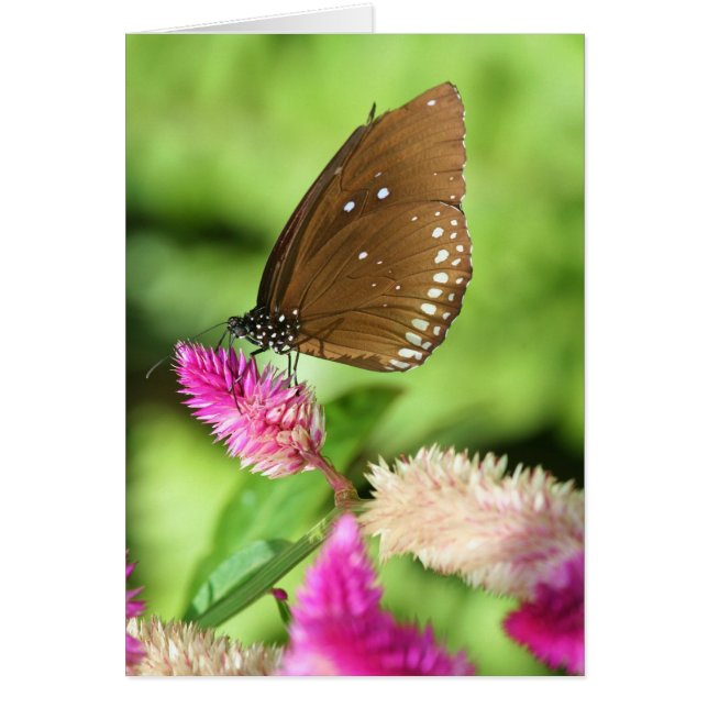 Hora del almuerzo (Frente)