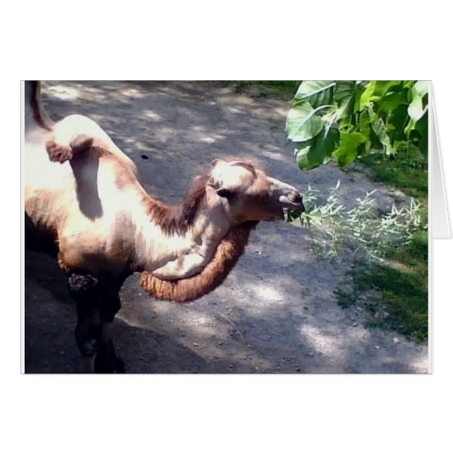 ¡Hora del camello! Animales zoológicos (Anverso (Horizontal))